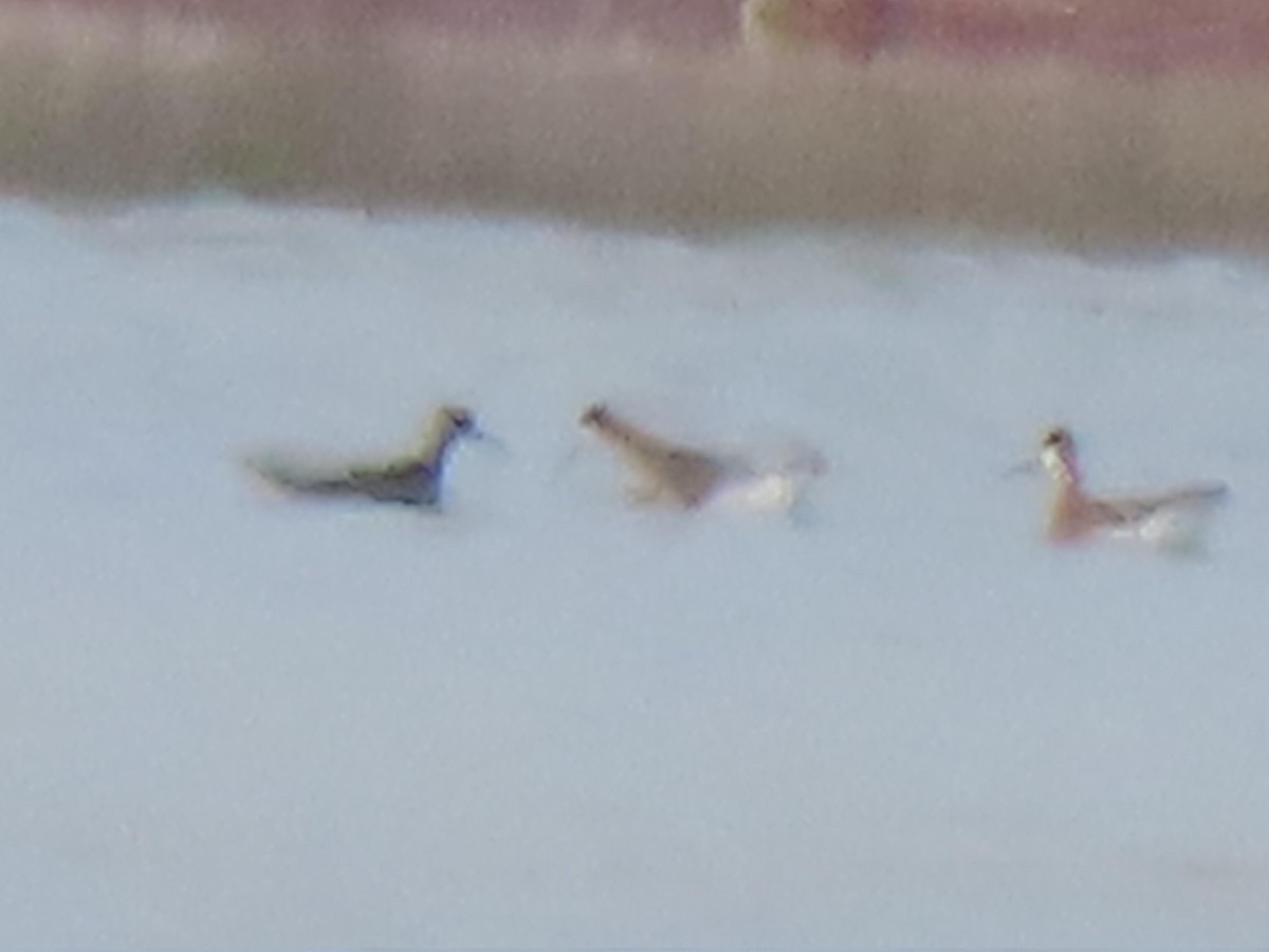 Wilson's Phalarope - ML638295703