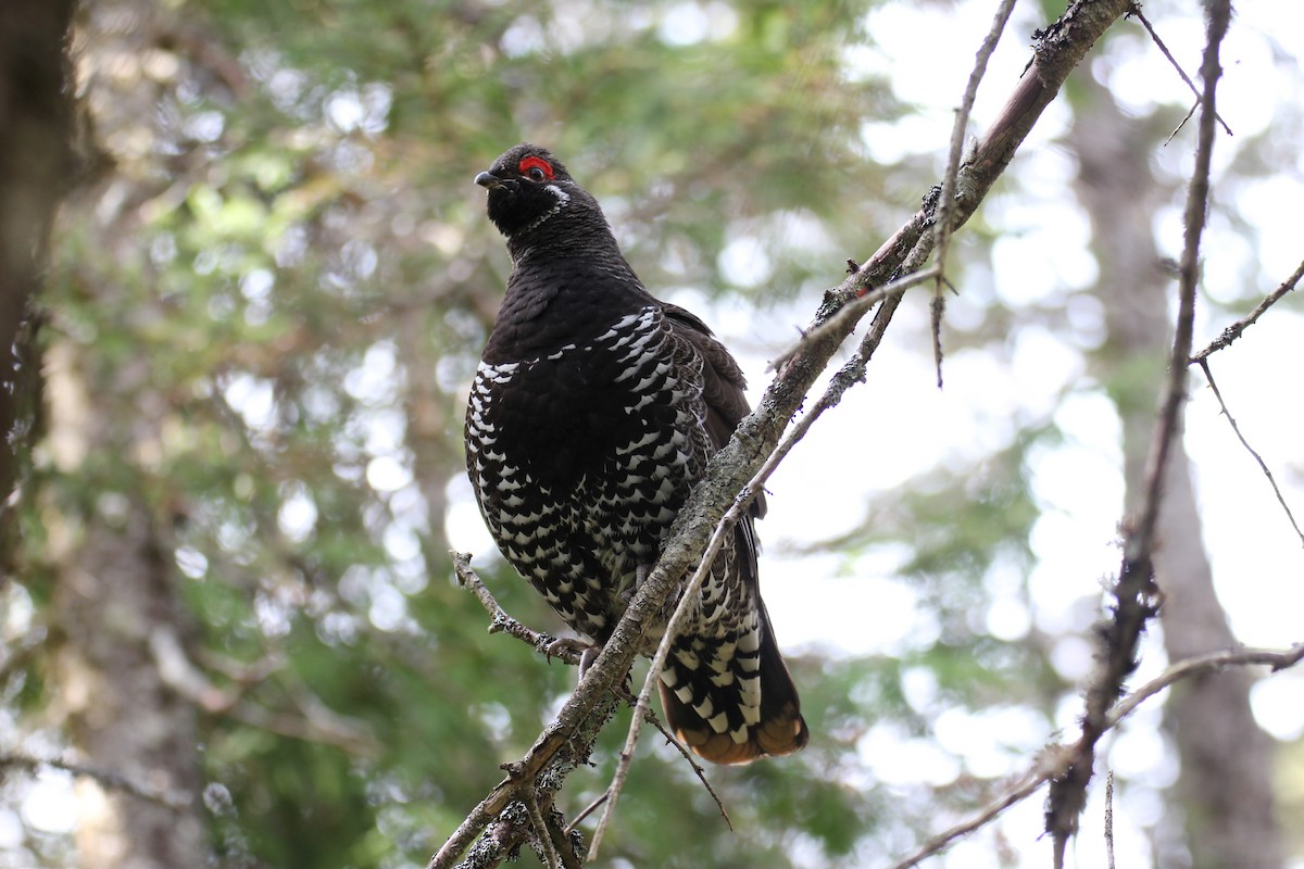 Spruce Grouse - ML638295706