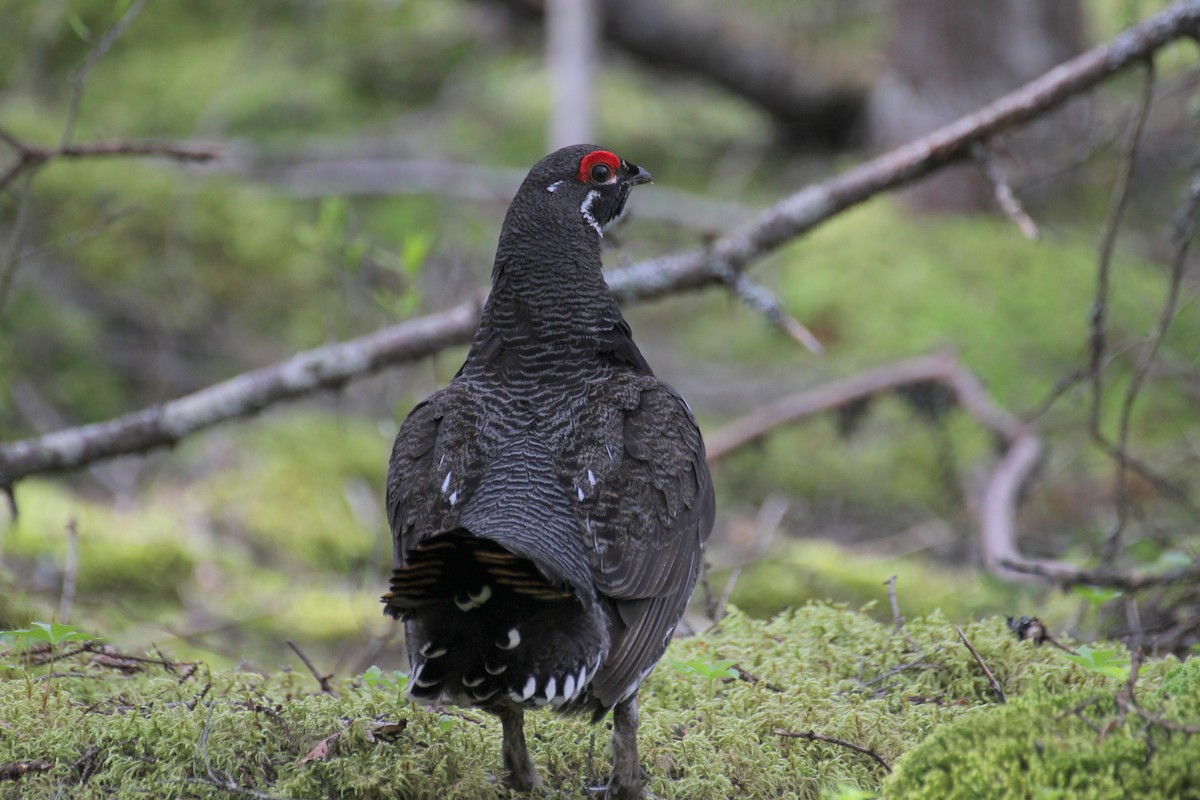 Spruce Grouse - ML638295707