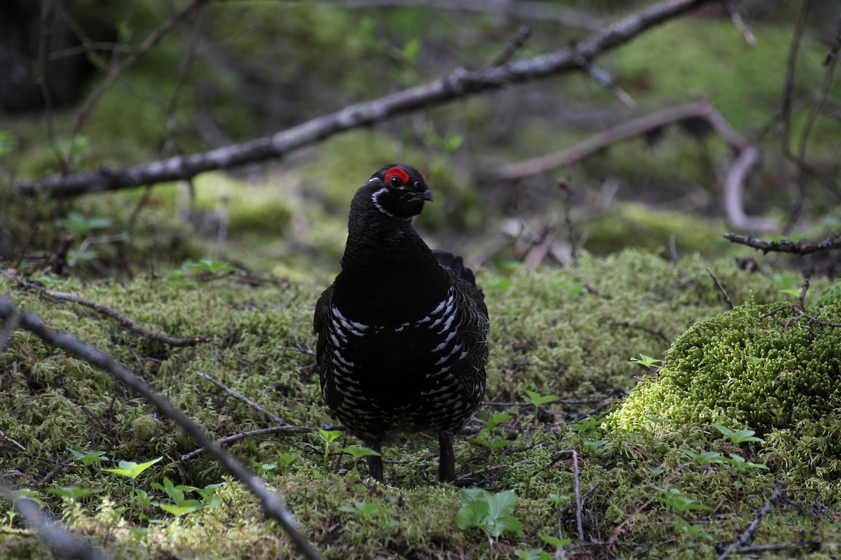 Spruce Grouse - ML638295708