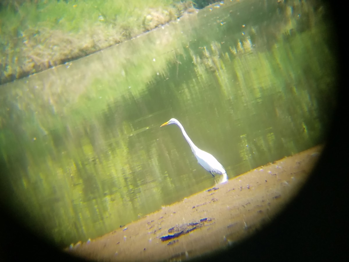 Great Egret - ML63829571