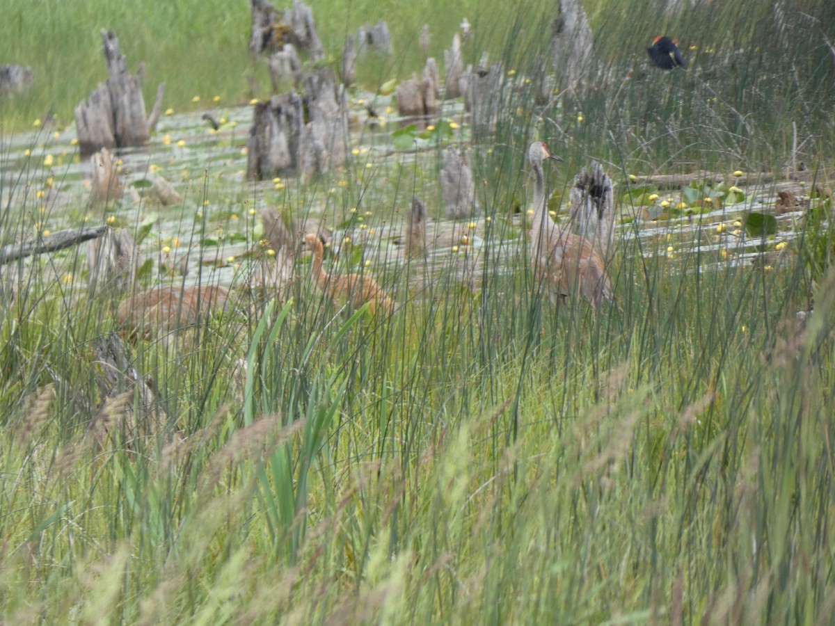 Sandhill Crane - ML638295715
