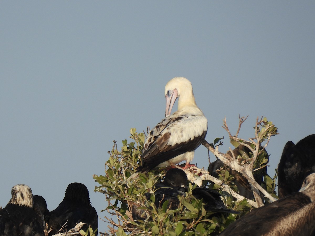 Red-footed Booby (Atlantic) - ML638295716