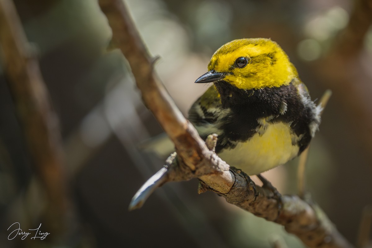 Black-throated Green Warbler - ML638295718