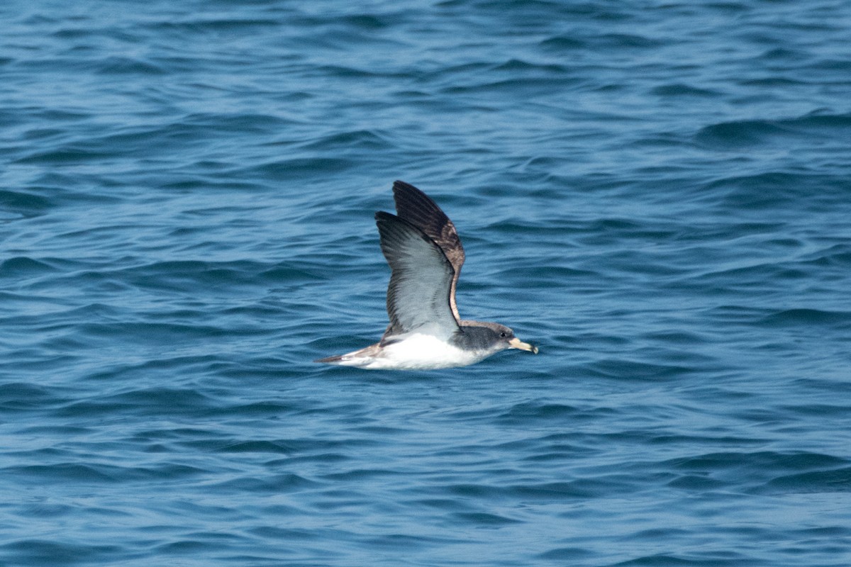 Cory's Shearwater - ML638295723