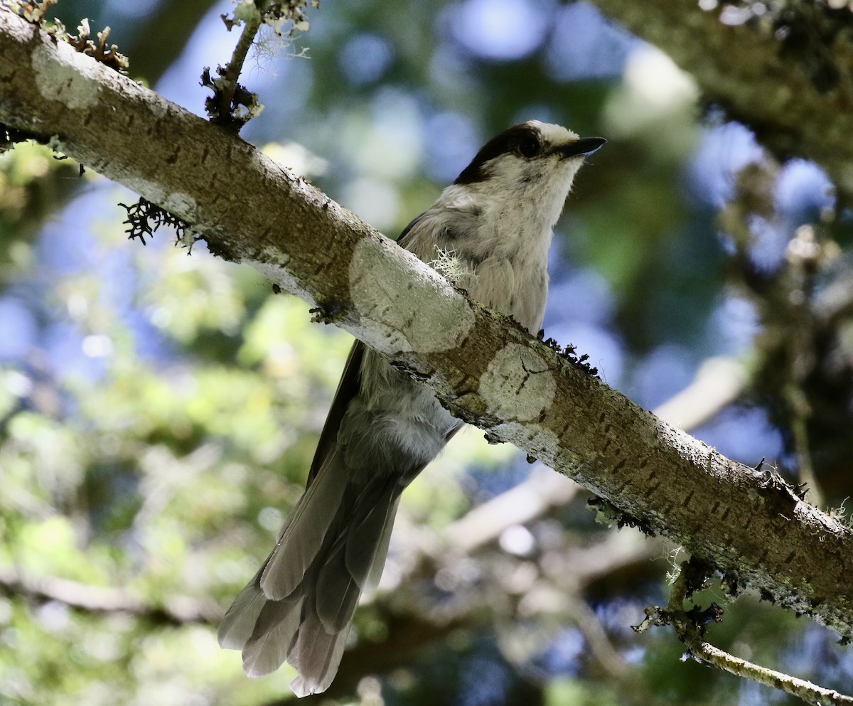 Canada Jay - ML638295730