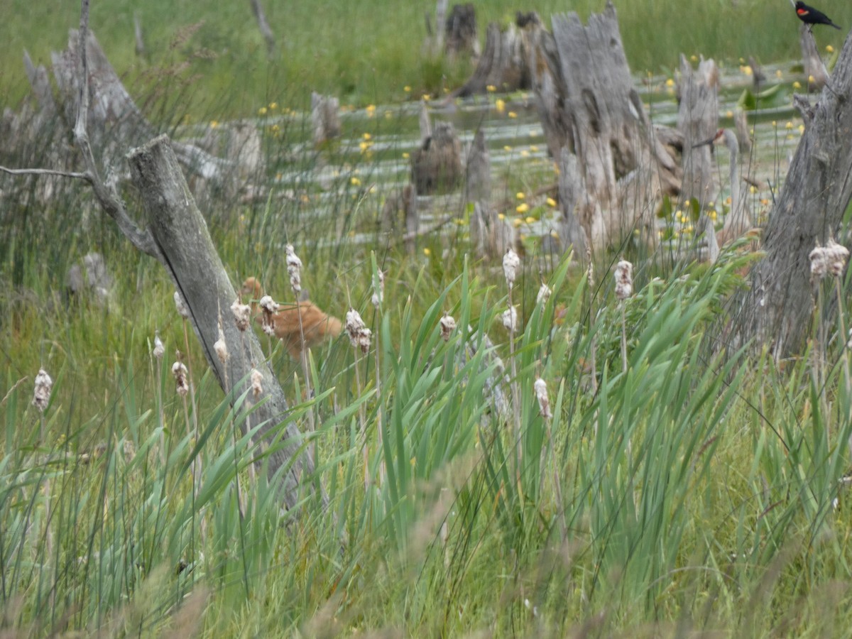 Sandhill Crane - ML638295741