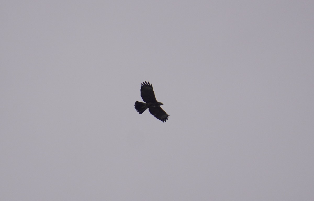 Harris's Hawk - ML638295742