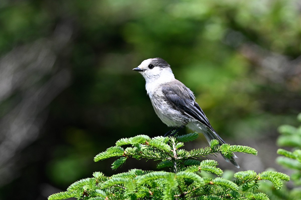 Canada Jay - ML638295745