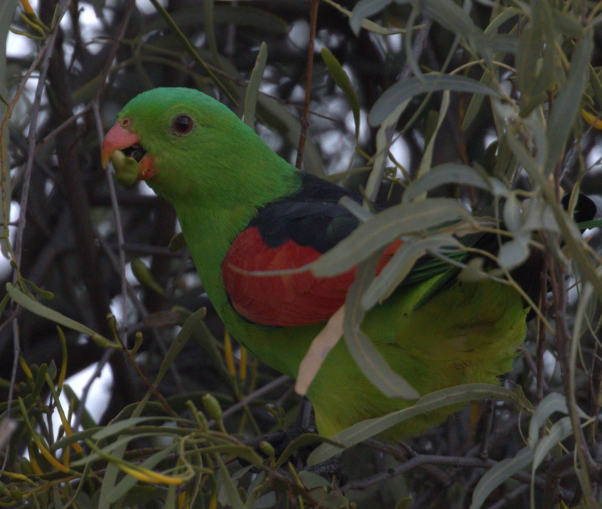 Red-winged Parrot - ML638295746