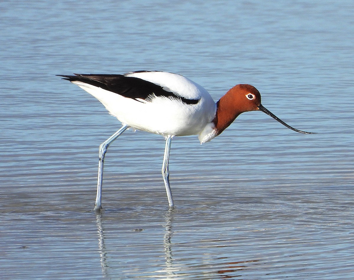 Red-necked Avocet - ML638295753