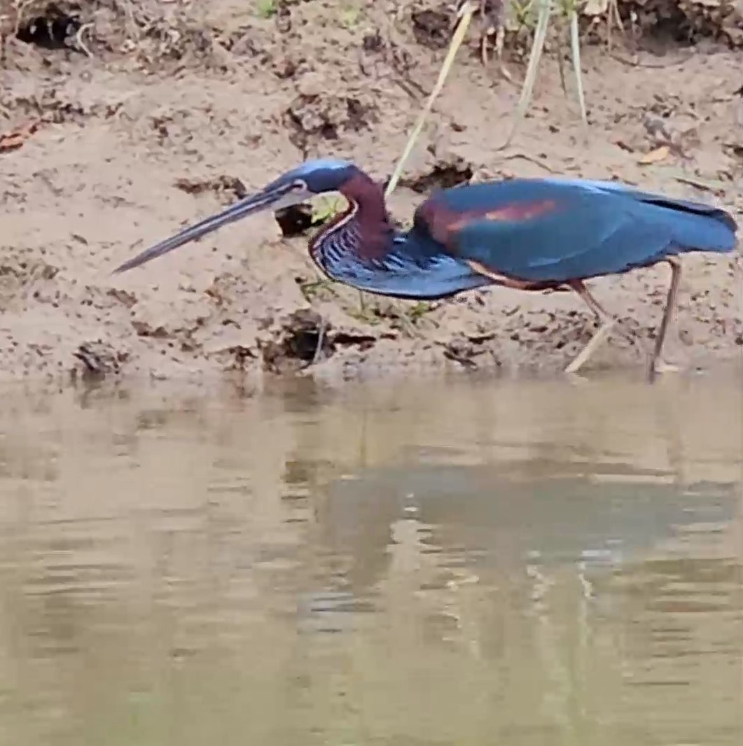 Agami Heron - ML638295756
