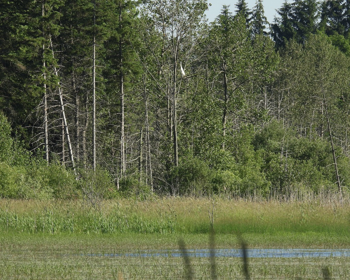 Great Egret - ML638295757