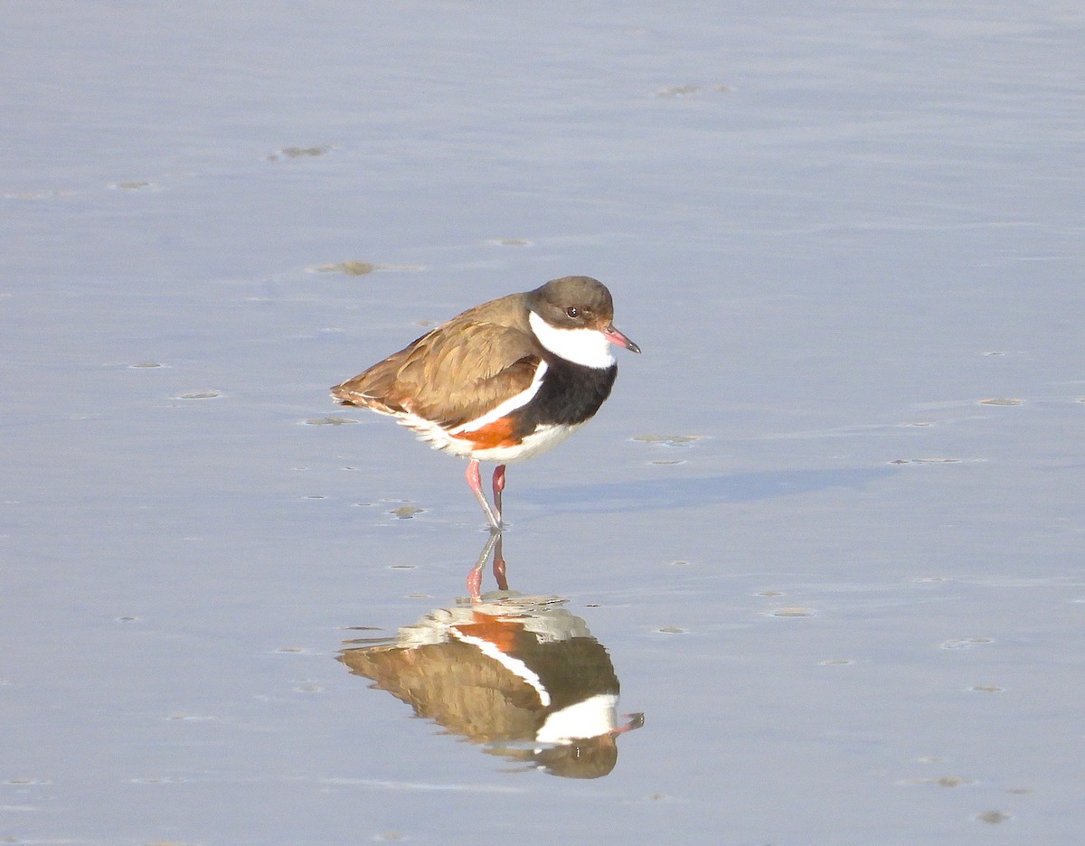 Red-kneed Dotterel - ML638295762