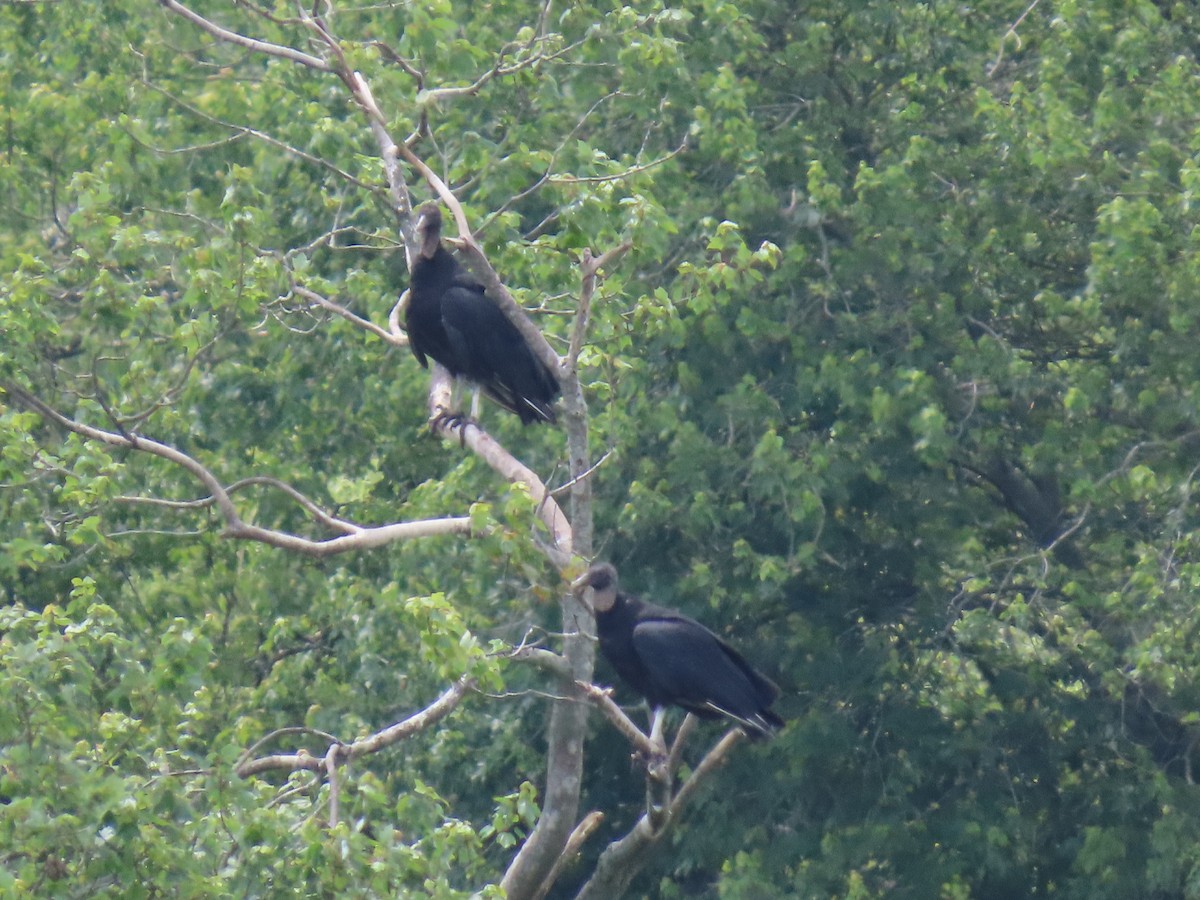 Black Vulture - ML638295767