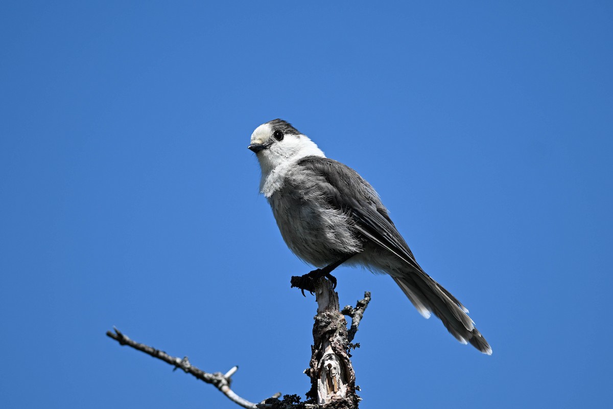 Canada Jay - ML638295768