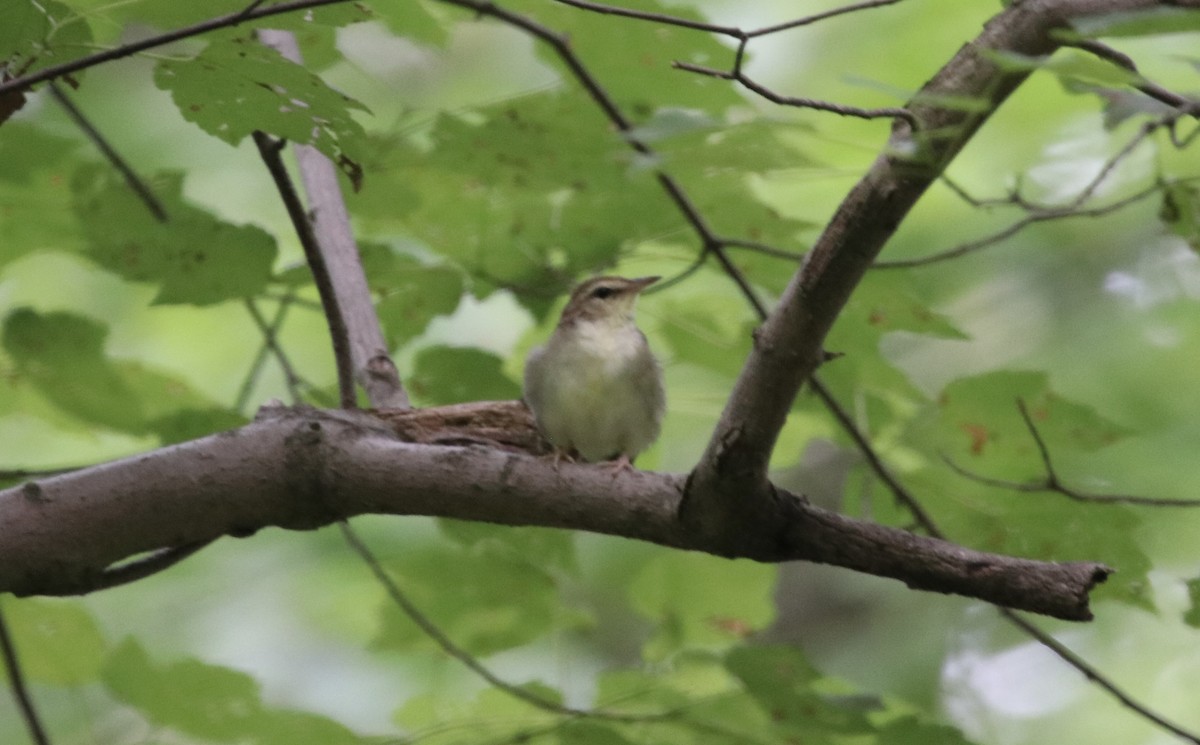 Swainson's Warbler - ML638295769