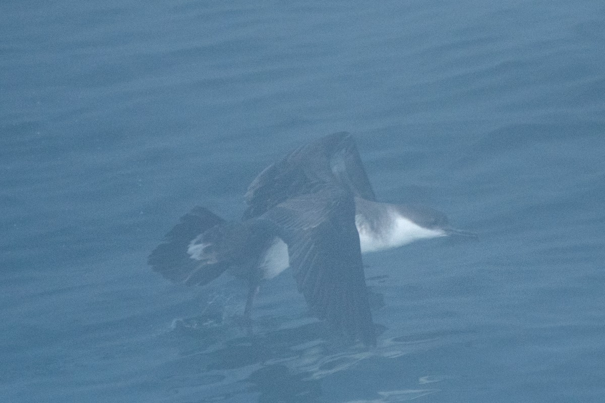 Puffin majeur - ML638295780