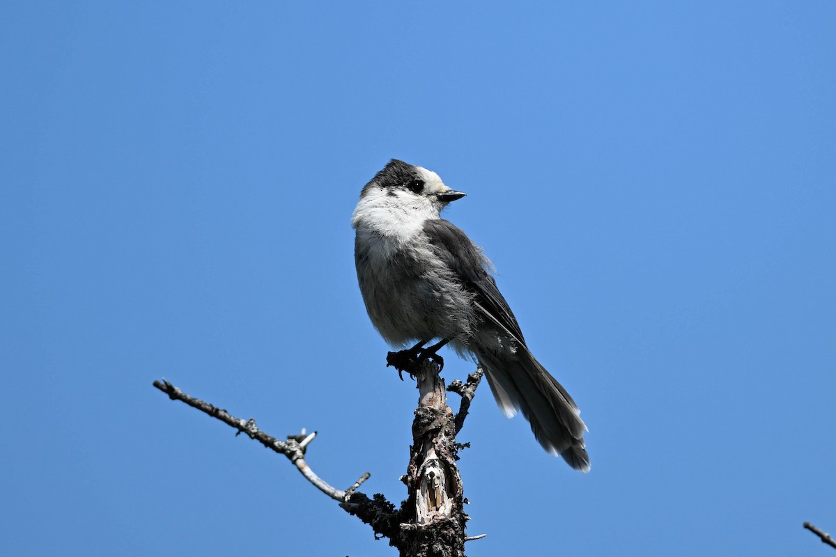 Canada Jay - ML638295790