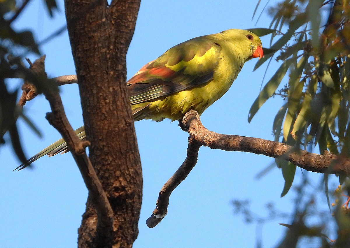 Regent Parrot - ML638295796