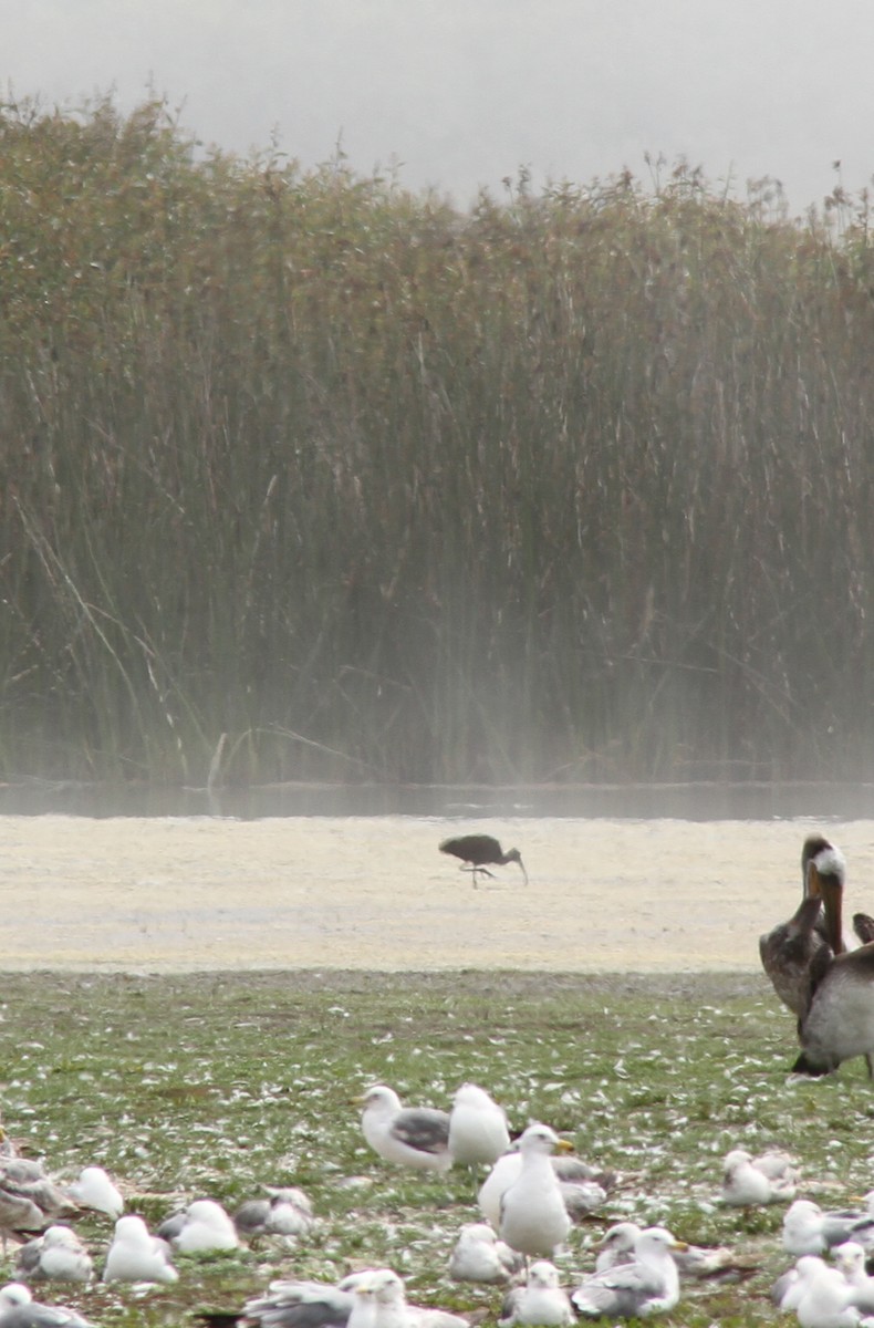 White-faced Ibis - ML638295799