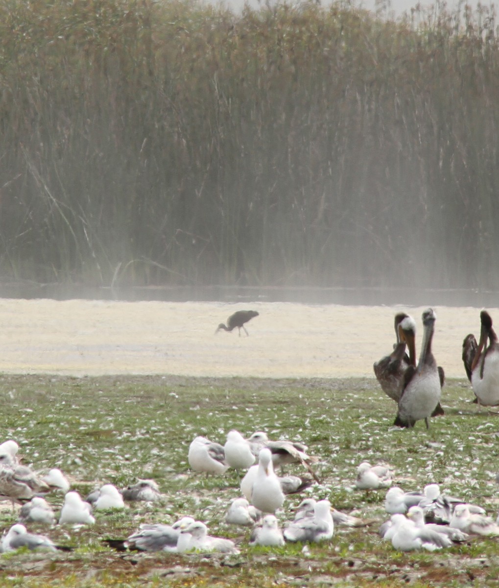 White-faced Ibis - ML638295800