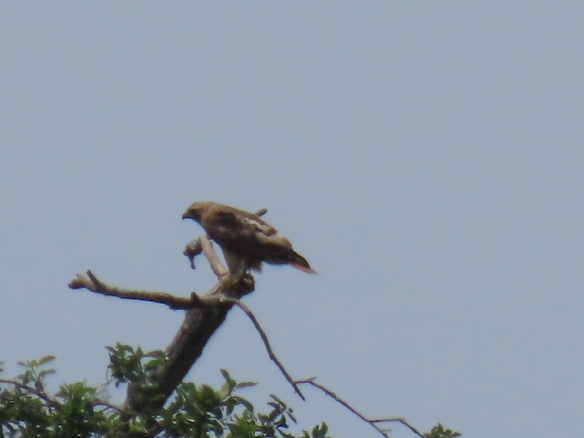 Red-tailed Hawk - ML638295806