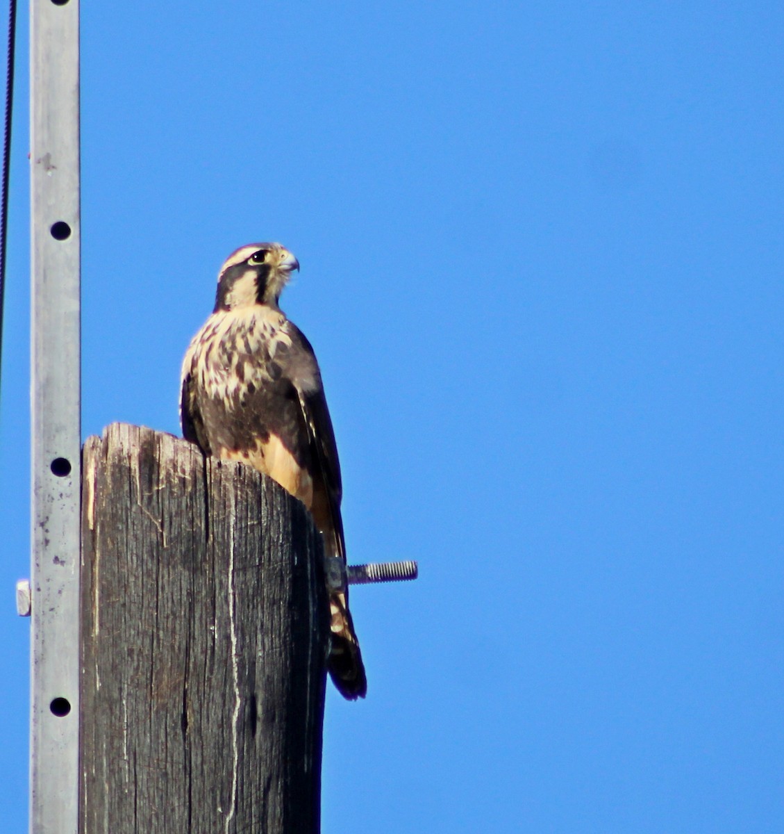 Aplomado Falcon - ML638295807
