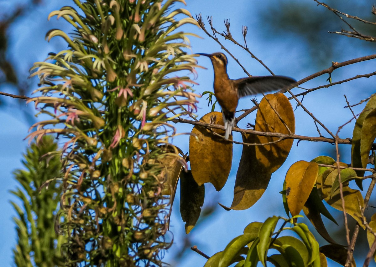 Planalto Hermit - ML638295815