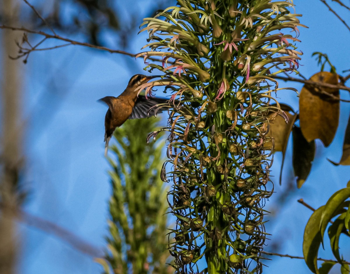 Planalto Hermit - ML638295816