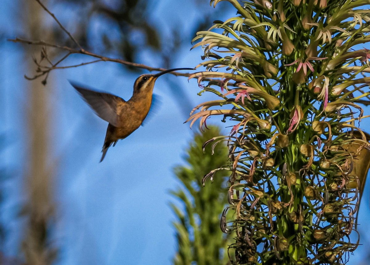 Planalto Hermit - ML638295817