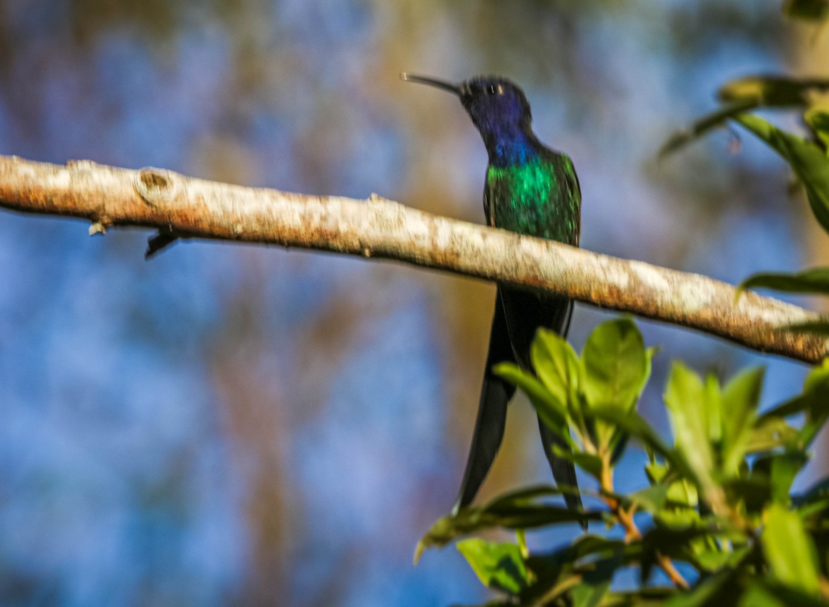Swallow-tailed Hummingbird - ML638295820
