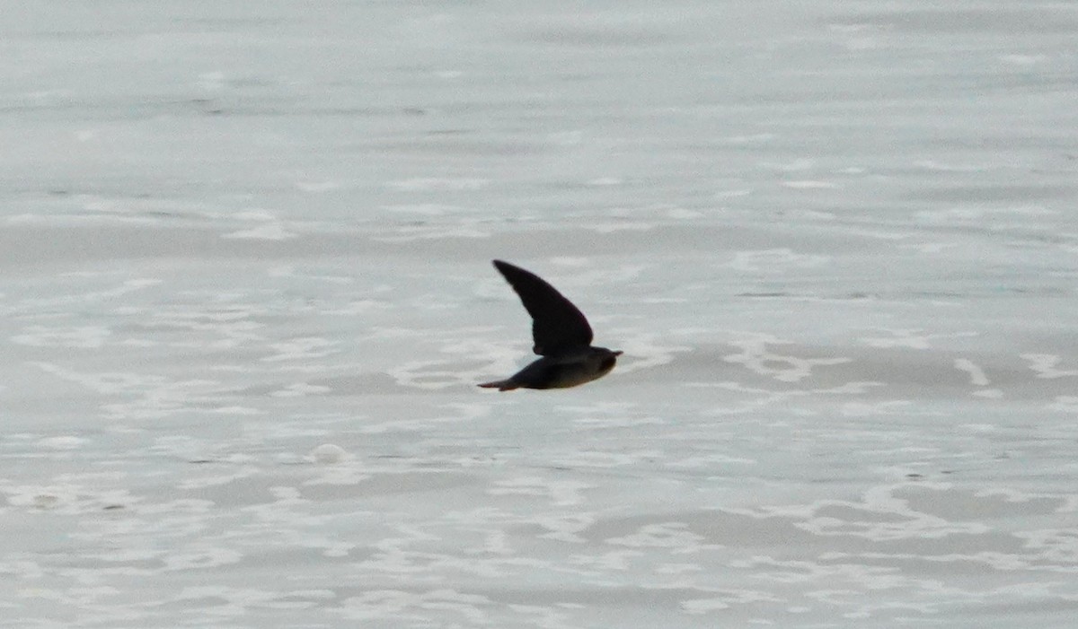 swallow sp. - ML638295823