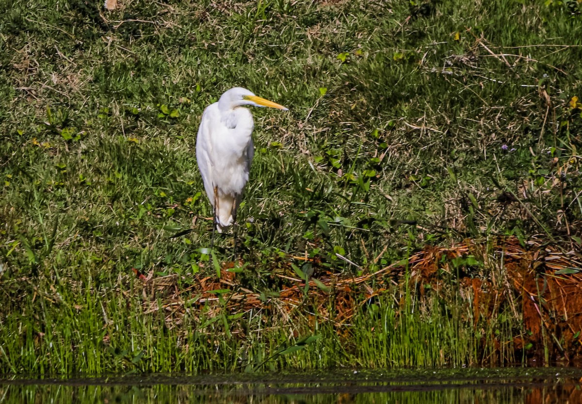 Great Egret - ML638295824