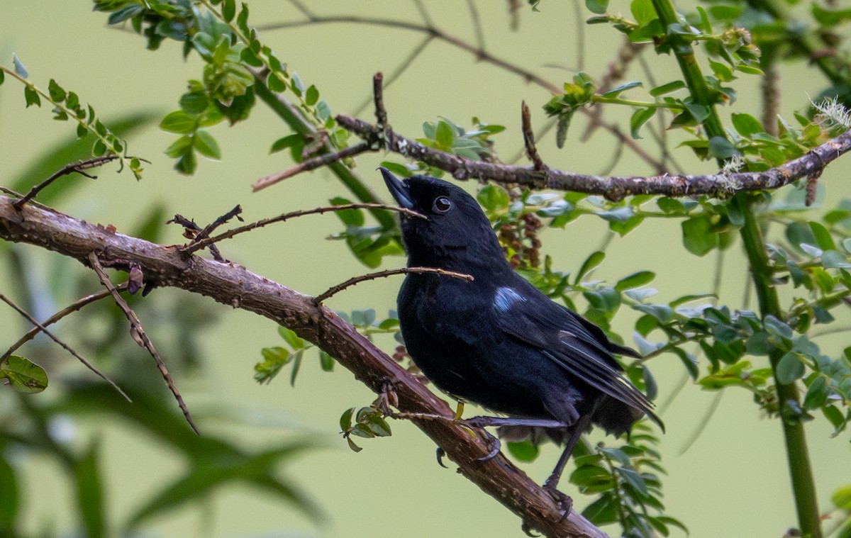 Glossy Flowerpiercer - ML638295826