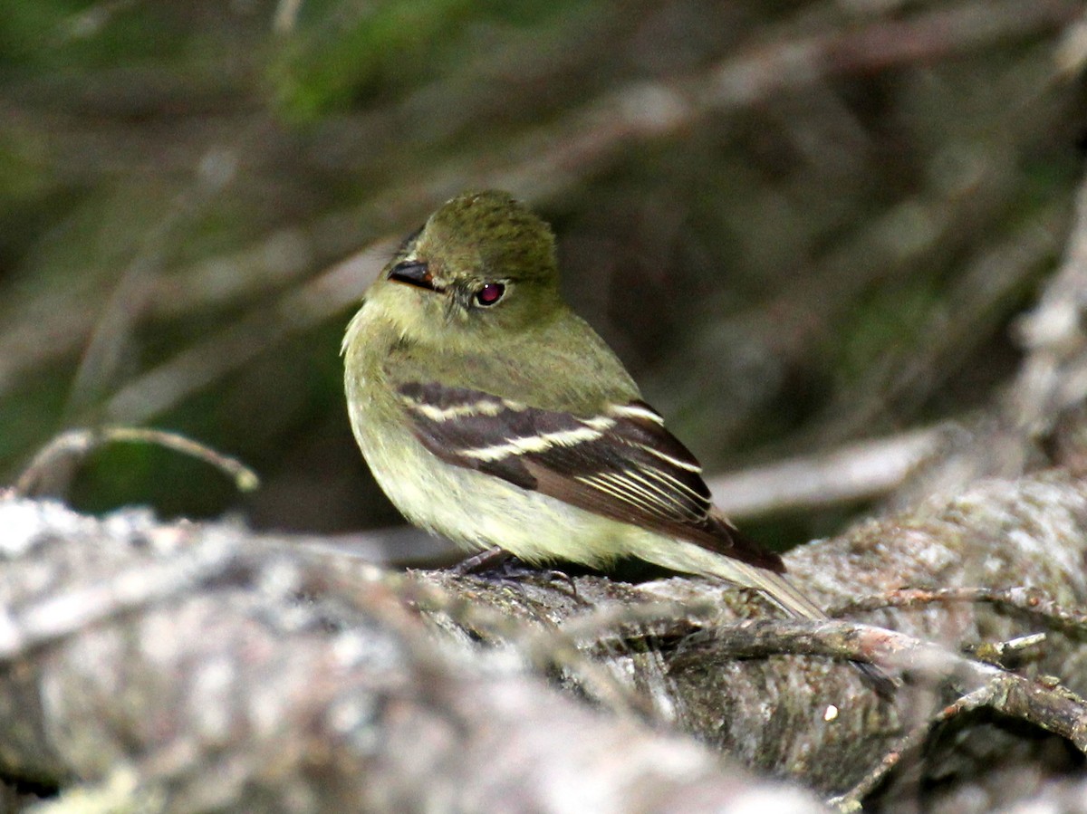 Yellow-bellied Flycatcher - ML638295827