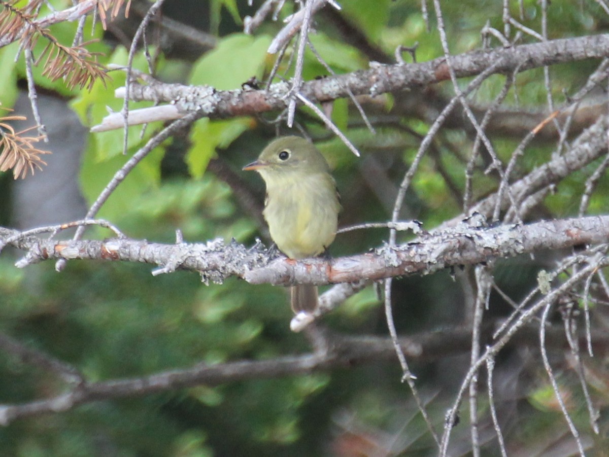 Yellow-bellied Flycatcher - ML638295828