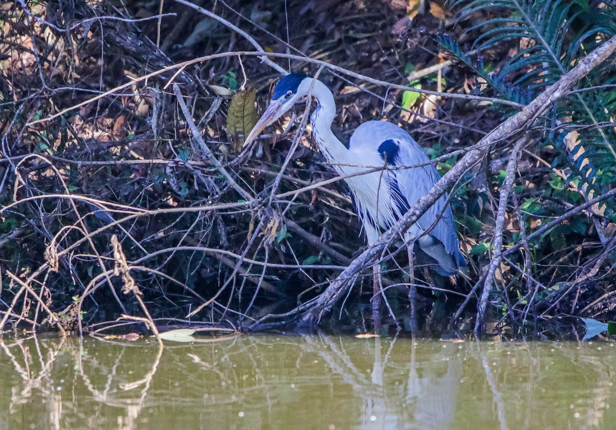 Cocoi Heron - ML638295830