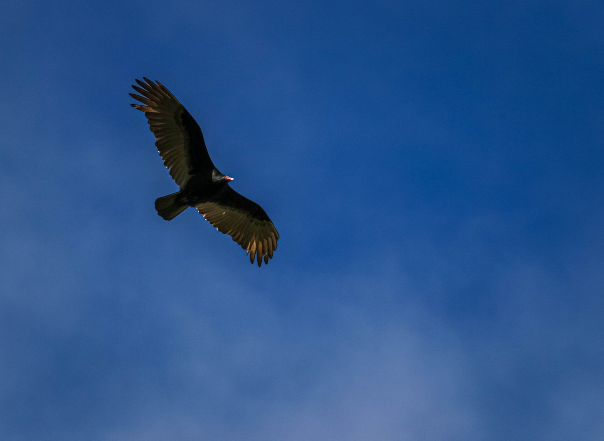 Turkey Vulture - ML638295836