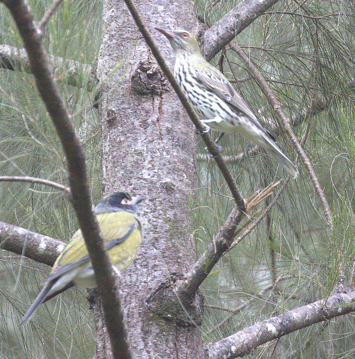 Australasian Figbird - ML638295841