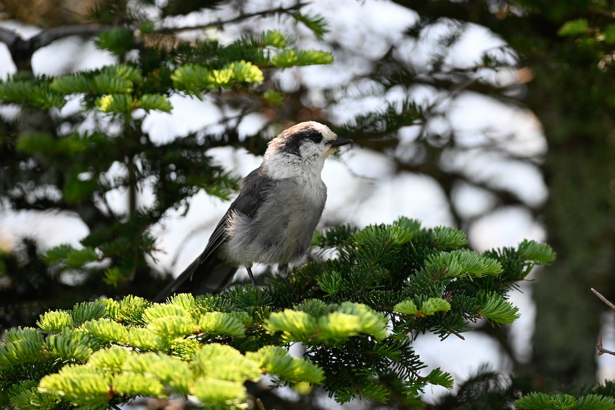 Canada Jay - ML638295844