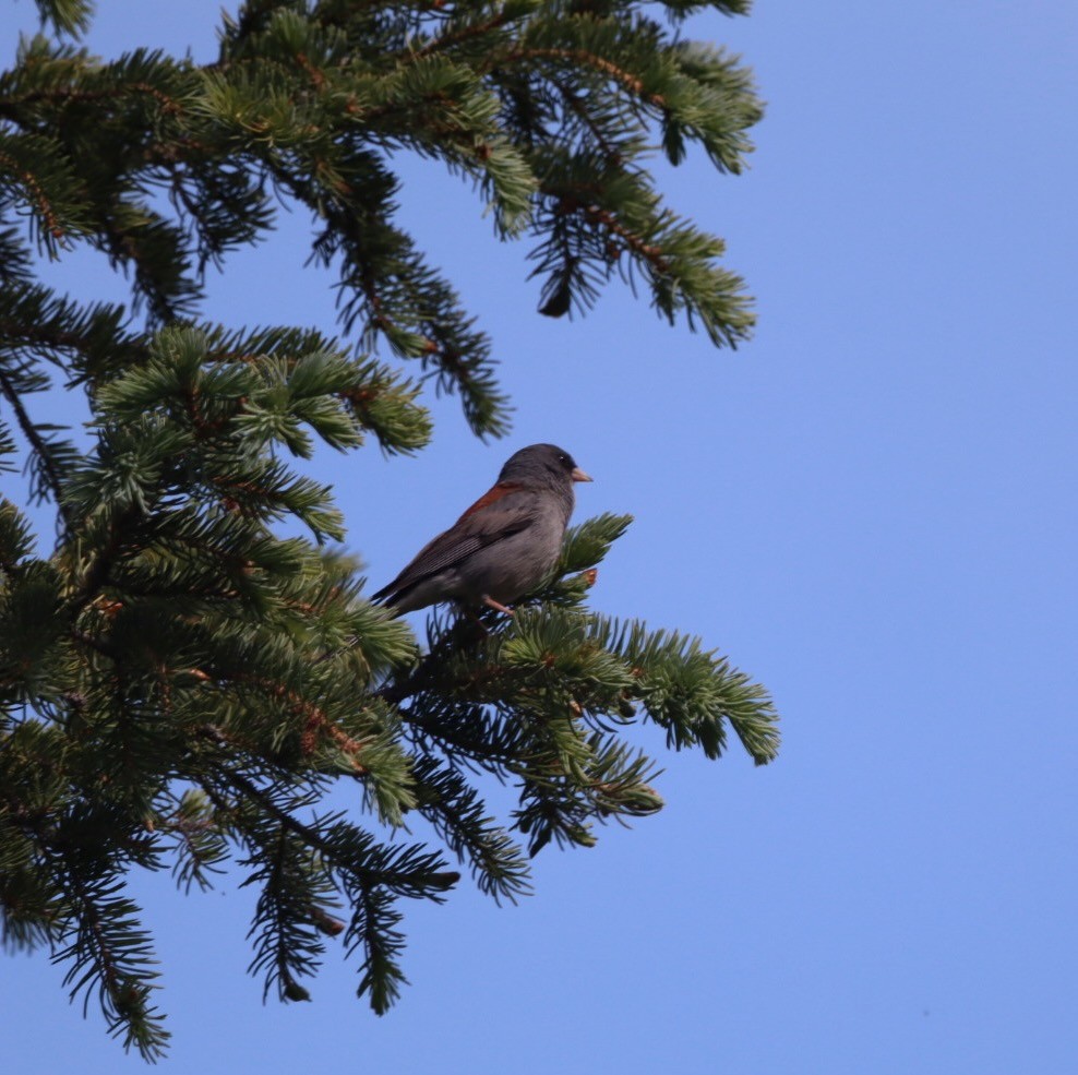 Dark-eyed Junco - ML638295850