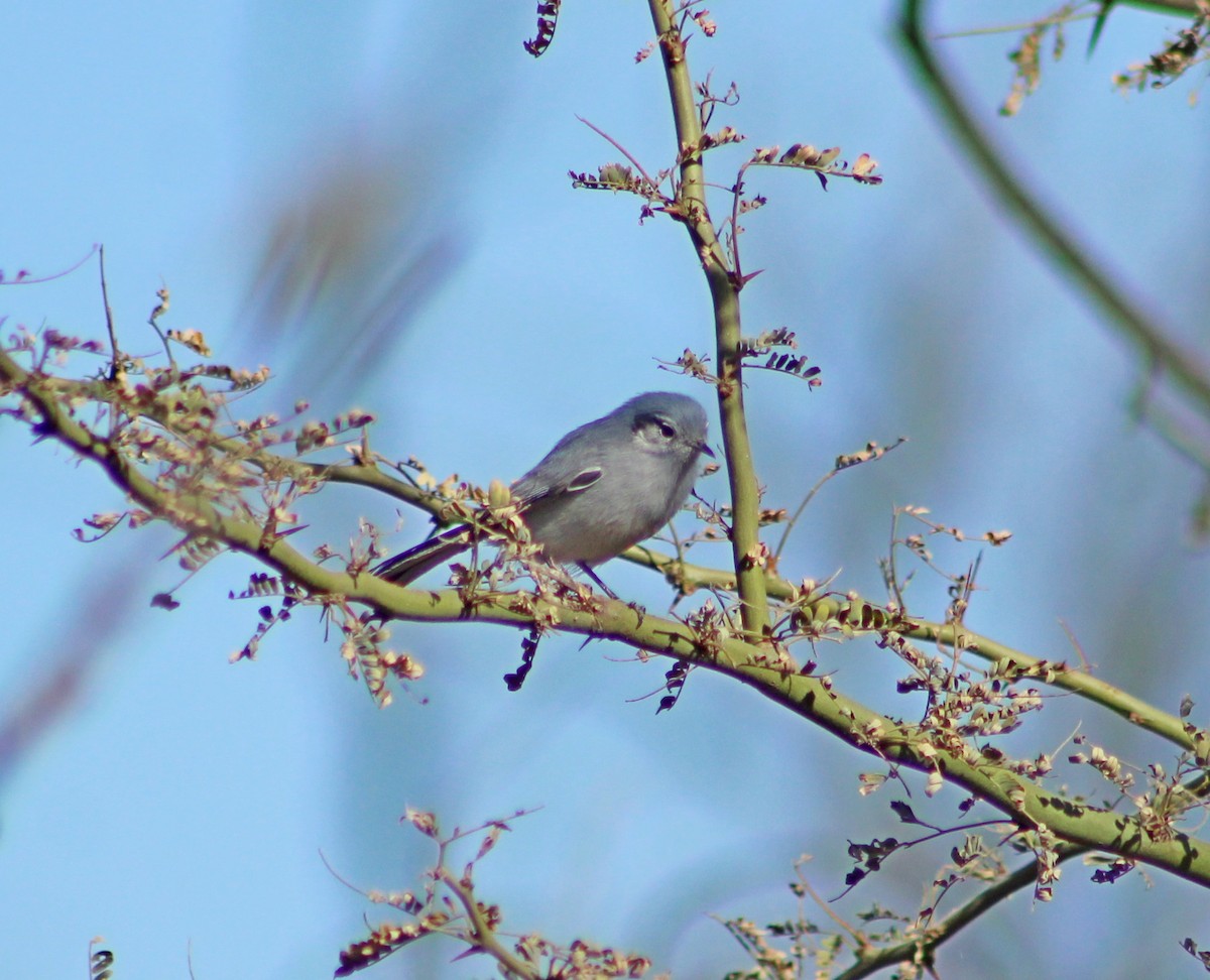Masked Gnatcatcher - ML638295851