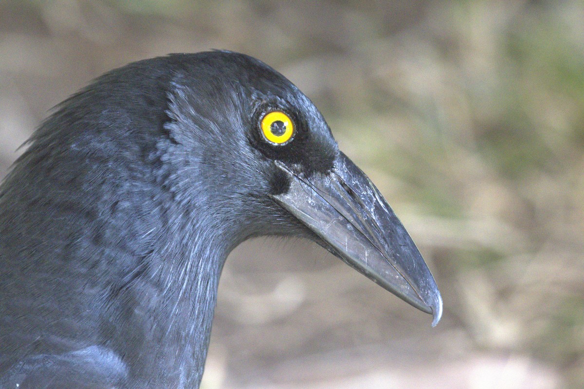 Pied Currawong - ML638295856