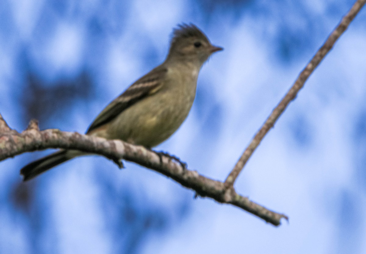 Yellow-bellied Elaenia - ML638295857