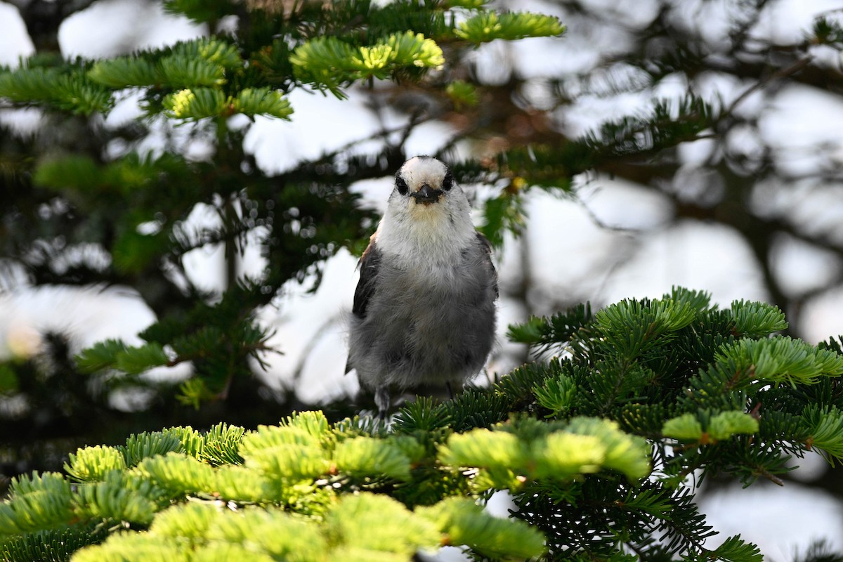 Canada Jay - ML638295858