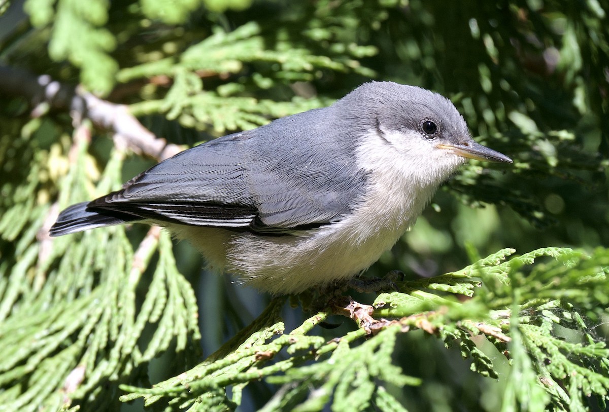 Pygmy Nuthatch - ML638295873