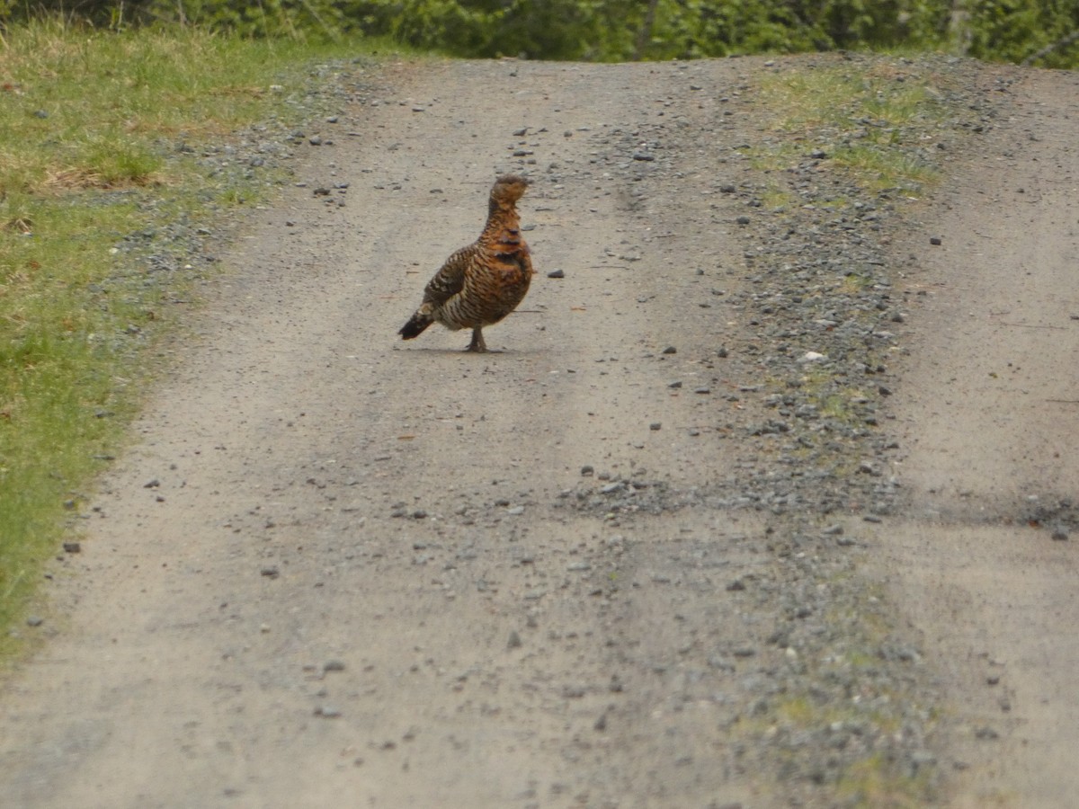 Western Capercaillie - ML638295876