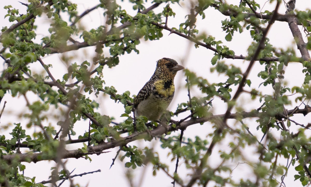 D'Arnaud's Barbet - ML638295877