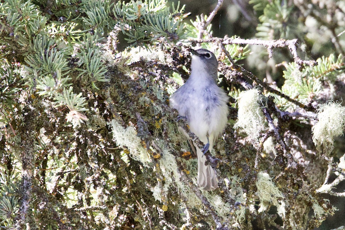 Plumbeous Vireo - ML638295882